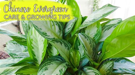 In this lesson, language bite demonstrates how to express the need to leave in chinese, reviewing the phrase's vocabulary, pronunciation, and grammar. Agalonema (Chinese Evergreen) Care & Growing Tips / Joy Us ...