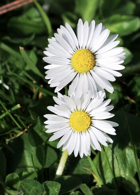 Bellis Perennis Glissando Garden Center