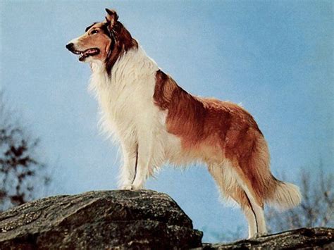 46 Best Lassie Images On Pinterest Tv Series My Childhood And