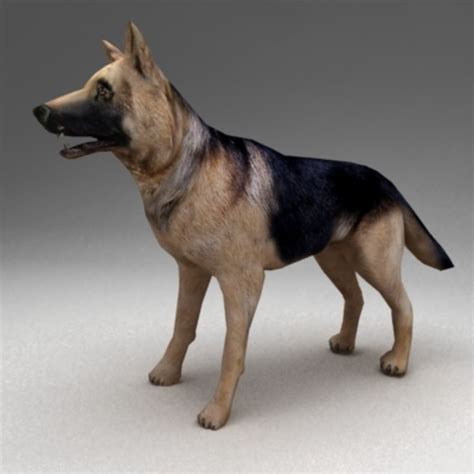 German Shepherd Rigged 3d Model 20 3ds Max Unknown Free3d
