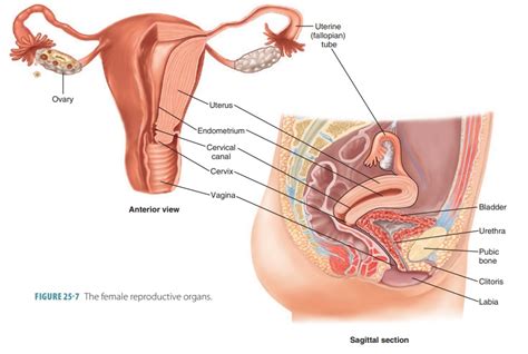 Anatomy Of The Female Reproductive System