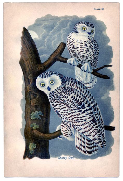 Instant Art Printable Lovely Snowy Owls The Graphics Fairy