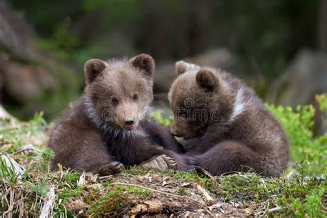 Wild Brown Bear Cub Closeup Stock Photo Image Of Portrait Lovely