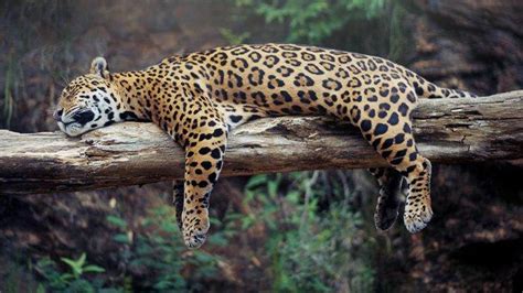 Populasi Jaguar Terancam Punah Sama Parahnya Dengan Kondisi Yang