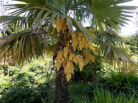 Flowering Palm Tree At Heligan © John Firth Cc By Sa20 Geograph