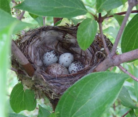 Nest Of A Yellow Warbler This Nest Contains 3 Yellow Warbl Flickr