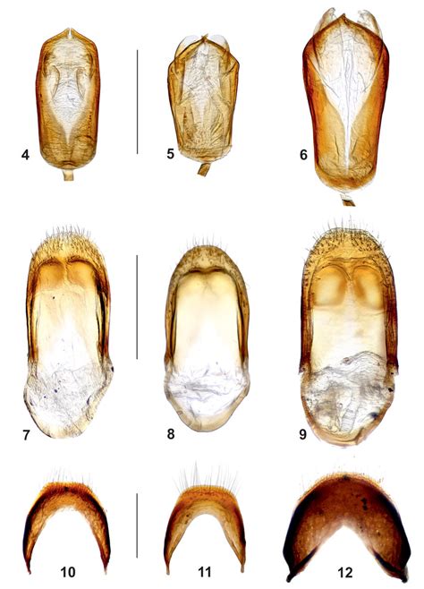 Male Genitalia Of Nitidula Species 4 7 10 Nitidula Carnaria