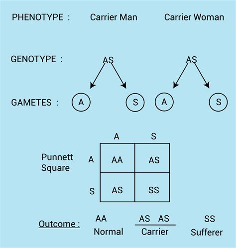 Normal Male Genotype