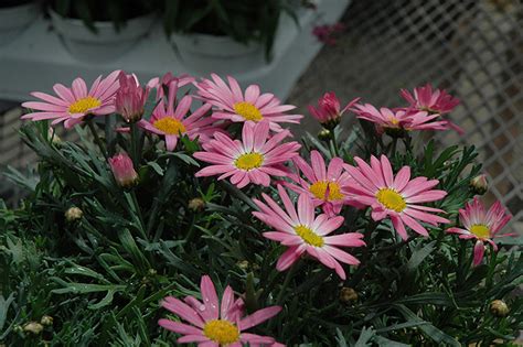 The marguerite daisy, also known by its latin name argyranthemum frutescens, is a popular landscaping flower. Angelic Giant Pink Marguerite Daisy (Argyranthemum ...