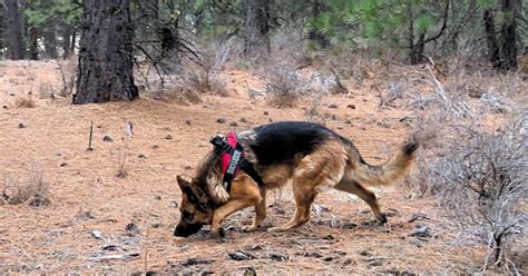 We operate under permitting from the oregon department of fish and wildlife. The Nose Knows: Working K-9s of Central Oregon | Central ...