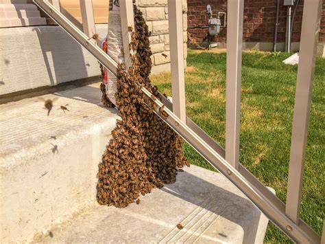 Bees Pest Control Mississauga Pest Control