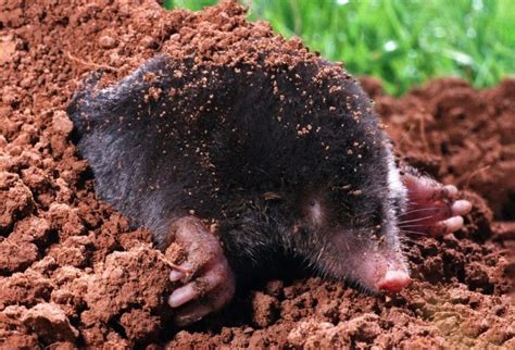 Moles Vs Voles Know The Differences And Removal Methods Arrow