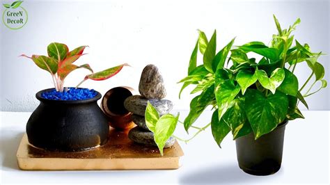 To get seeds to germinate, gently water the soil so that it is slightly damp. Grow Plants in Your Own Style/Indoor Tabletop Plants Decoration/Grow Plants On Table//GREEN ...