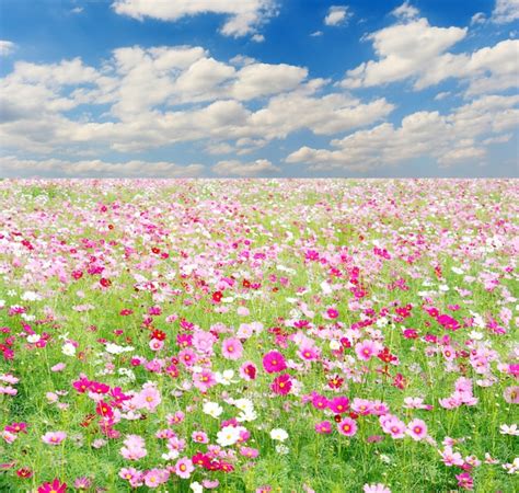 Premium Photo Field Of Cosmos Flowers And Sky