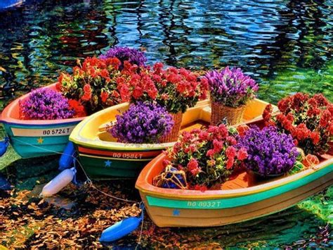 Flowers Boat Water Boat Beautiful Coloured Flowers Nature River