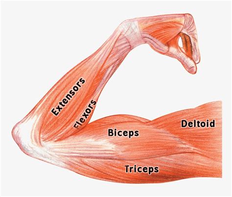 Bicep Muscle Clipart Free