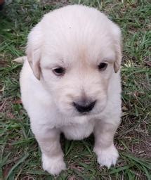 I will tell you from my experiences goldens are hands down the best family dog period. AKC Golden Retriever Puppies for Sale - Leroy's Country Pups