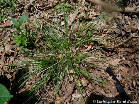 Carex Nigromarginata Illinois Botanizer