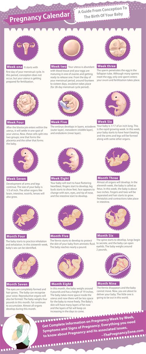 Pregnancy Calendar Infographic Pregnancy Calendar Pregnancy Stages Pregnancy Facts