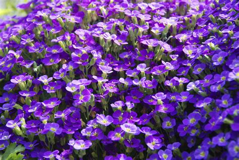 1920x1080 Wallpaper Purple Petaled Flower Peakpx