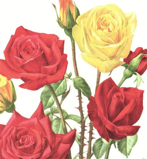 1962 Vintage Botanical Art Red Rose Poster Rouge Meilland Etsy