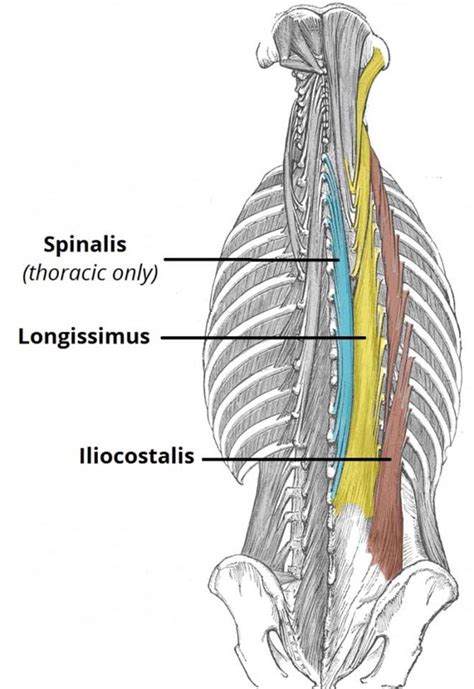Lower back muscle diagram anatomy. Pin by Adela Martin on physio | Muscle anatomy, Muscle ...