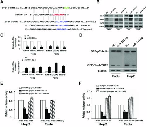 mir 144 3p binds to the 3′utr of ets 1 to downregulate its expression download scientific