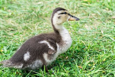 Free Stock Photo Of Baby Duck Download Free Images And Free Illustrations