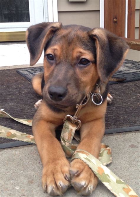 Buddy A 2 Month Old German Shepherd And Coonhound Mix Coonhound
