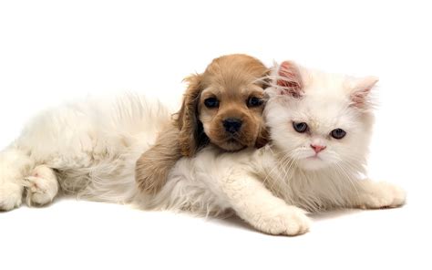 Maybe you would like to learn more about one of these? Cat and Dog Desktop Wallpaper - WallpaperSafari