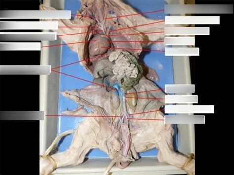 Fetal Pig Internal Anatomy Diagram Quizlet