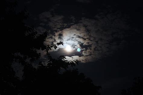 Moon Tree Dark Free Photo On Pixabay Pixabay