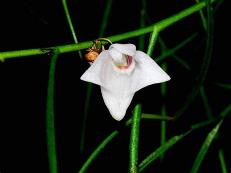 Tổng Hợp Dendrobium Lan Hoàng Thảo ở Việt Nam Phần 8