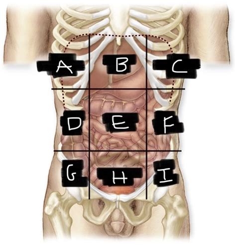 Abdominopelvic Regions And Quadrants Flashcards Quizlet