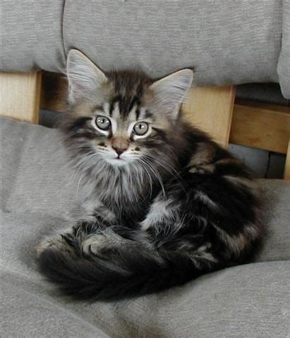 Maine coon kittens for sale craigslist virginia. Maine Coon Kittens For Sale Craigslist
