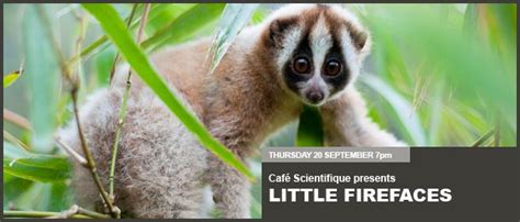 Little Firefaces Why Youtube Loves The Slow Loris Little Fireface