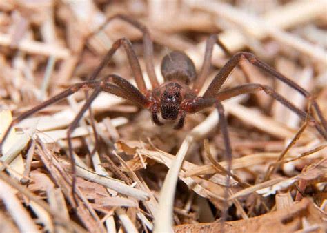 Brown Recluse Spider 27 Things To Know Size Locations Venom The Buginator