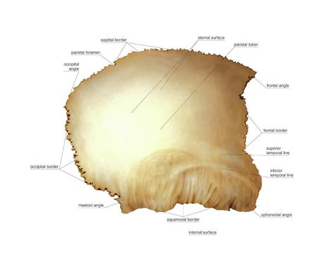 Parietal Bone By Asklepios Medical Atlas Anatomy Images Skull