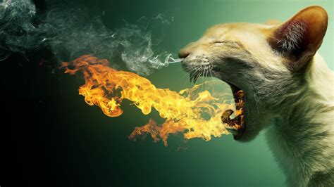 Funny Cat Face Expression Fire Smoke Green Background Hd Funny Cat