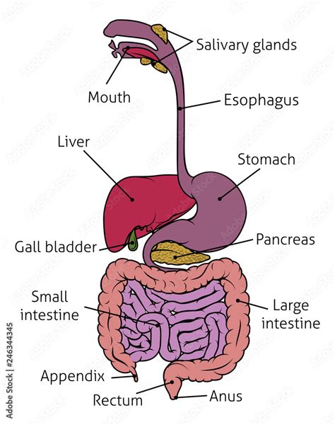 Human Digestive System Gut Gastrointestinal Tract Anatomy Diagram Stock