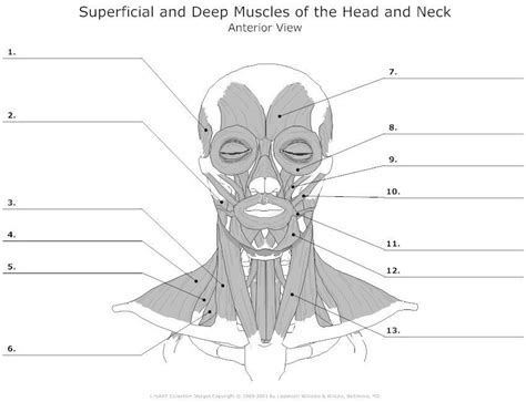 Blank Head And Neck Muscles Diagram Nursing Study Nursing Tips