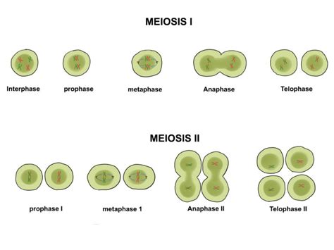 Cuadros sinópticos sobre mitosis y meiosis Diferencias Cuadro