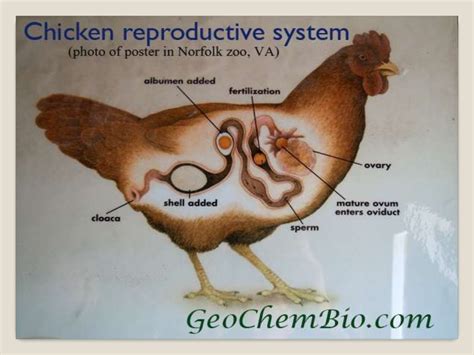 Reproductive System Of Hen
