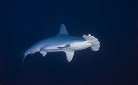 New Hammerhead Shark Species Discovered The Inertia