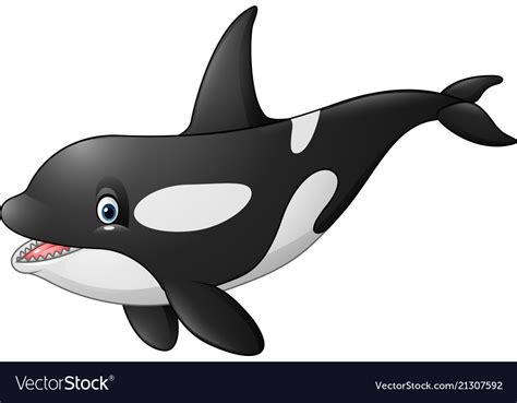 Cute Orca Isolated On White Background Royalty Free Vector