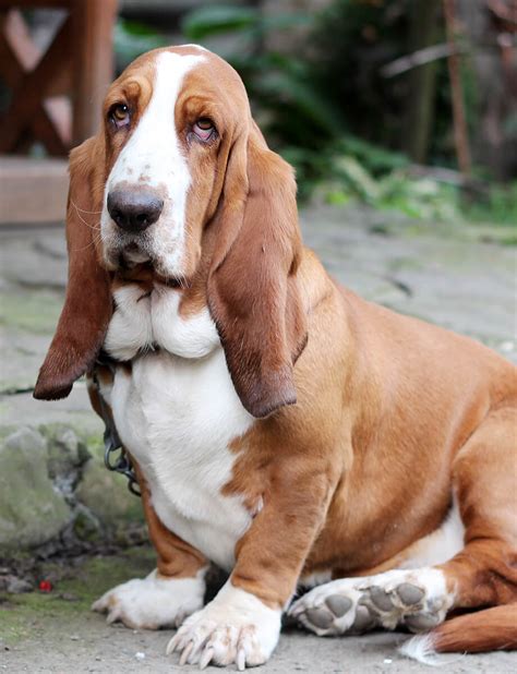 Basset Hound Breed Standard Daily Exercise Health Issues
