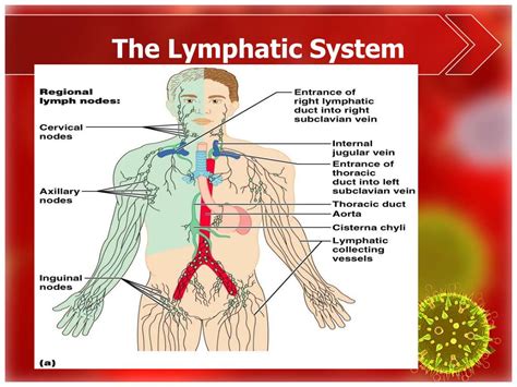 Lymphatic System Diagram Of Organs Images And Photos Finder