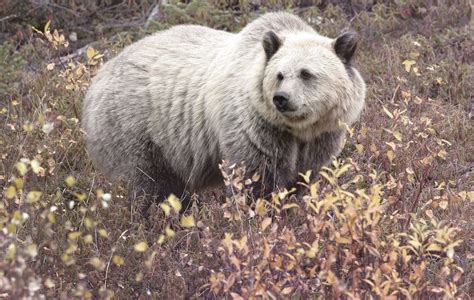 Grizzly And Polar Bear Hybrid Appeared In The North