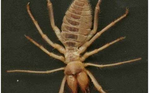 Camel Spiders Solifugae These Terrifying Creatures Became Infamous