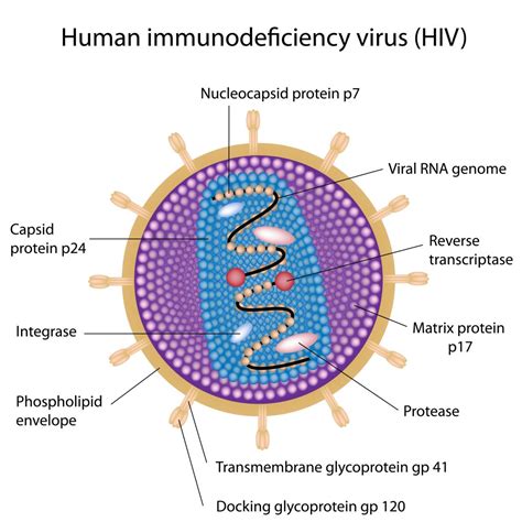 It's a virus that breaks down certain cells in your immune system (your body's defense against diseases that helps you stay healthy). HIV Genome And Structure | YAPMT - Yellowstone AIDS Project